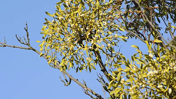 501182 - Mistletoe (Viscum album)