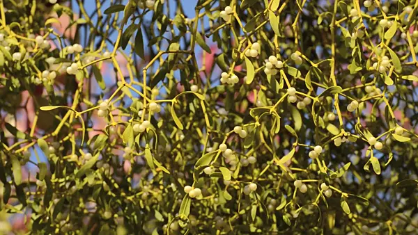 501183 - Mistletoe (Viscum album)