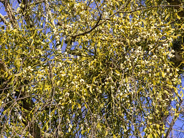 503001 - Mistletoe (Viscum album)