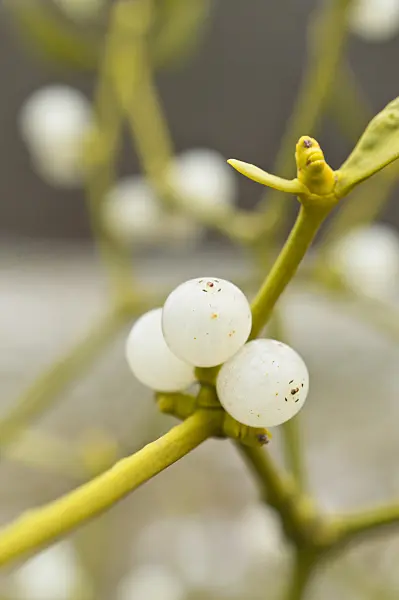 516003 - Mistletoe (Viscum album)