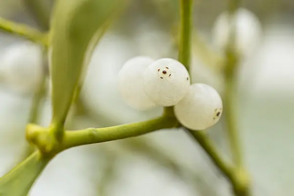 516004 - Mistletoe (Viscum album)