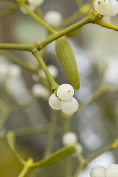 516006 - Mistletoe (Viscum album)