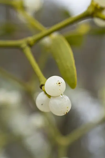516007 - Mistletoe (Viscum album)