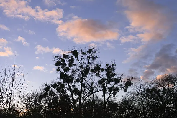 526062 - Mistletoe (Viscum album)