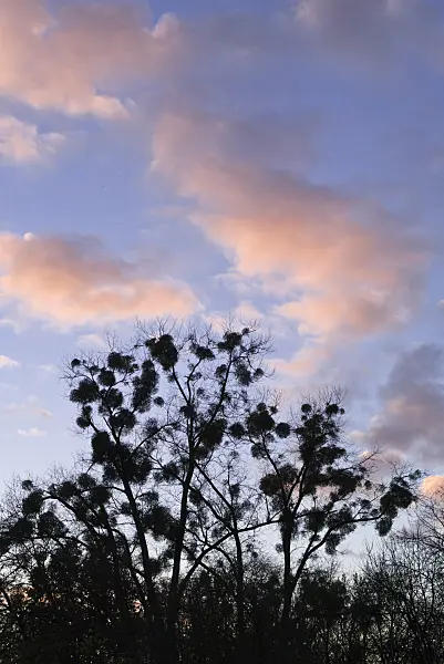 526063 - Mistletoe (Viscum album)