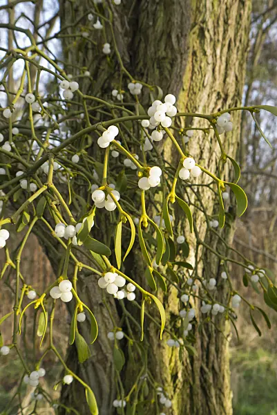 527004 - Mistletoe (Viscum album)