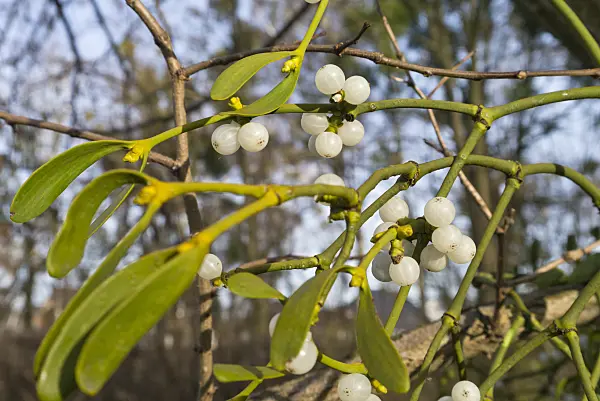 527005 - Mistletoe (Viscum album)