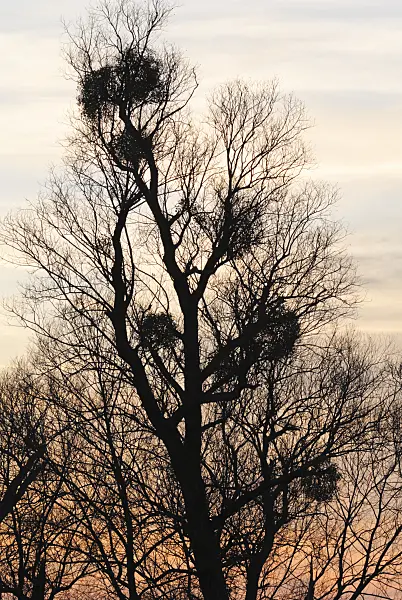 527043 - Mistletoe (Viscum album)
