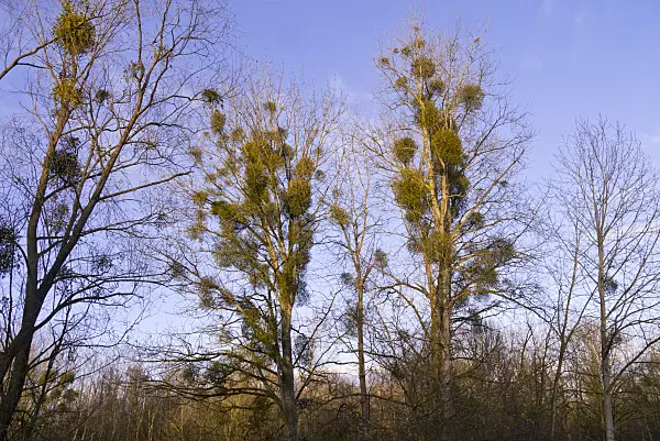 576030 - Mistletoe (Viscum album)