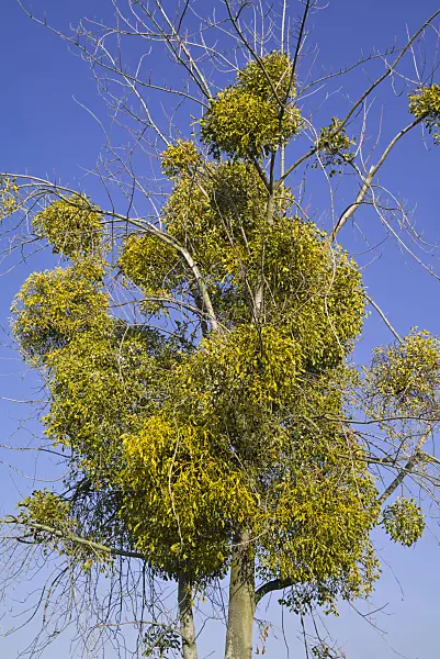 608004 - Mistletoe (Viscum album)