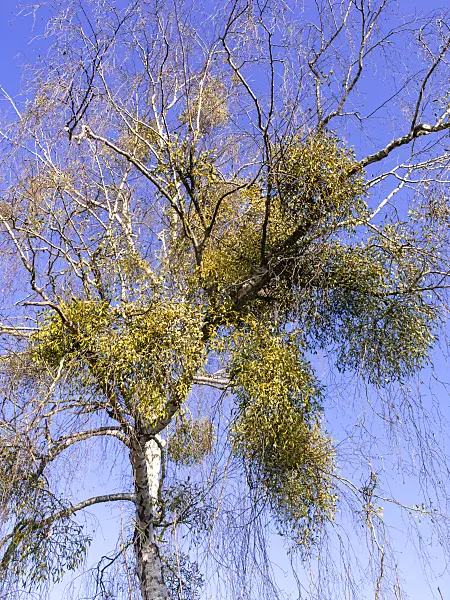 503002 - Mistletoe (Viscum album) and birch (Betula)