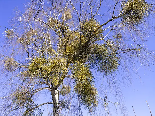 503003 - Mistletoe (Viscum album) and birch (Betula)