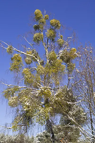 539012 - Mistletoe (Viscum album) and birch (Betula)