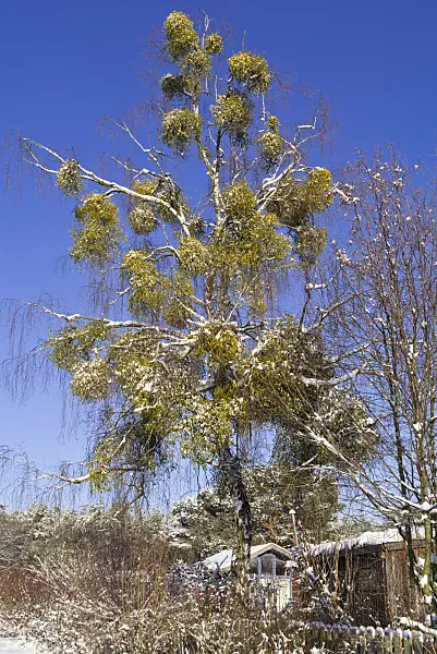 539013 - Mistletoe (Viscum album) and birch (Betula)