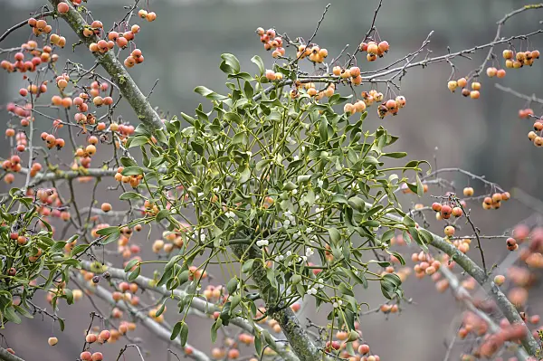 535333 - Mistletoe (Viscum album) and crab apple (Malus x zumi 'Professor Sprenger')
