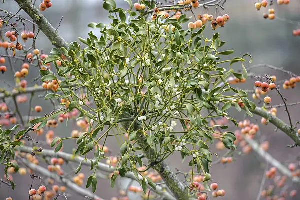 535334 - Mistletoe (Viscum album) and crab apple (Malus x zumi 'Professor Sprenger')