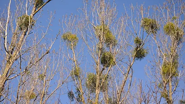 506058 - Mistletoe (Viscum album) and poplars (Populus)