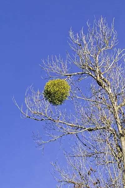 555043 - Mistletoe (Viscum album) in a bare tree