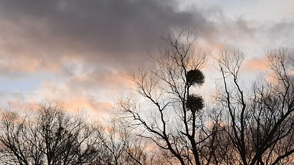505147 - Mistletoe (Viscum album) in bare trees