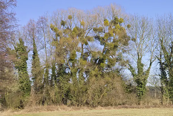 565056 - Mistletoes (Viscum album) and common ivy (Hedera helix) in bare trees