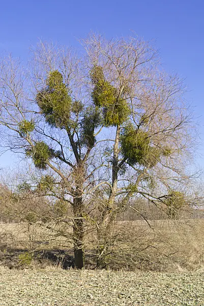 565054 - Mistletoes (Viscum album) in bare trees