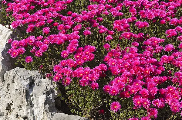 533077 - Mittagsblume (Mesembryanthemum)