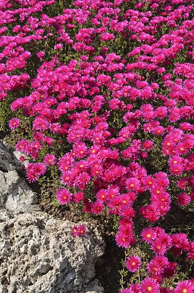 533079 - Mittagsblume (Mesembryanthemum)