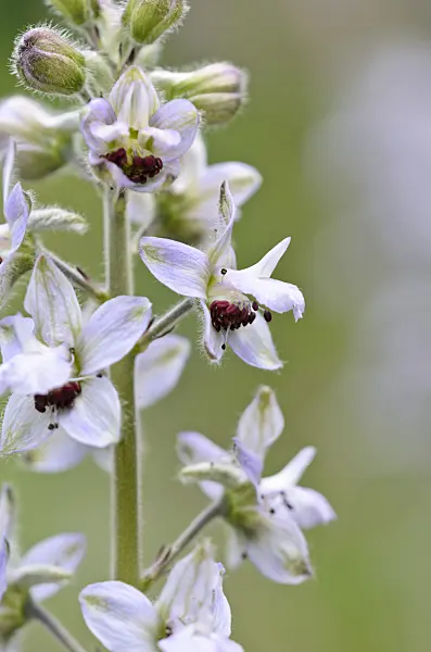521176 - Mittelmeer-Rittersporn (Delphinium staphisagria)