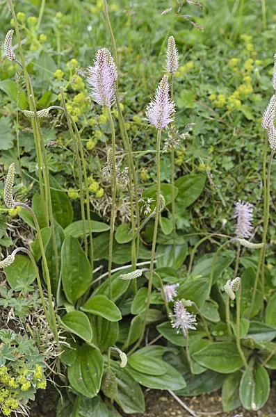 497042 - Mittlerer Wegerich (Plantago media)