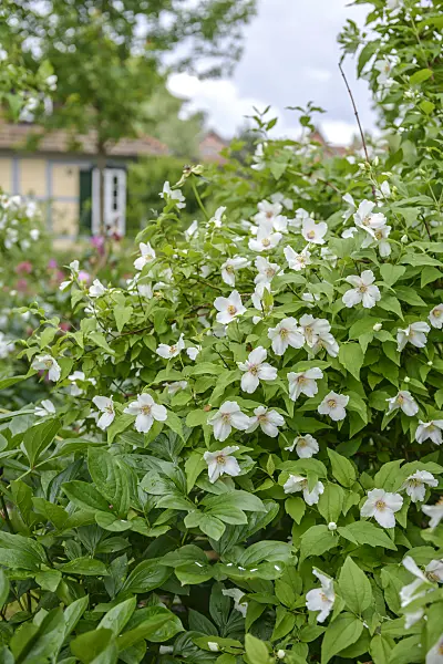 558176 - Mock orange (Philadelphus Belle Etoile)