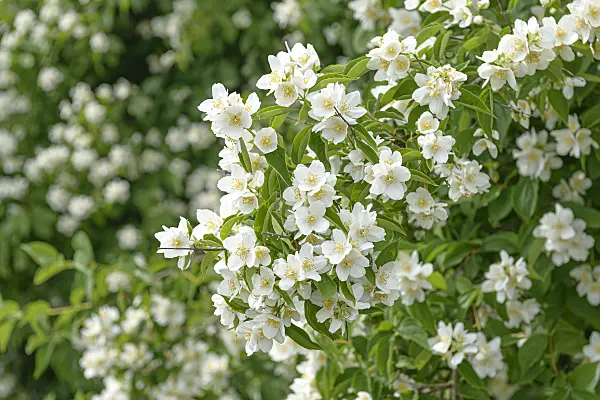 607166 - Mock orange (Philadelphus Erectus)