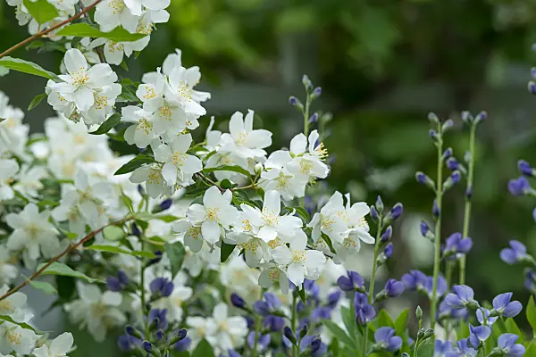 664298 - Mock orange (Philadelphus Minnesota Snowflake)