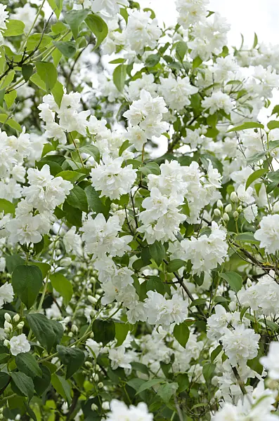 521205 - Mock orange (Philadelphus x virginalis)