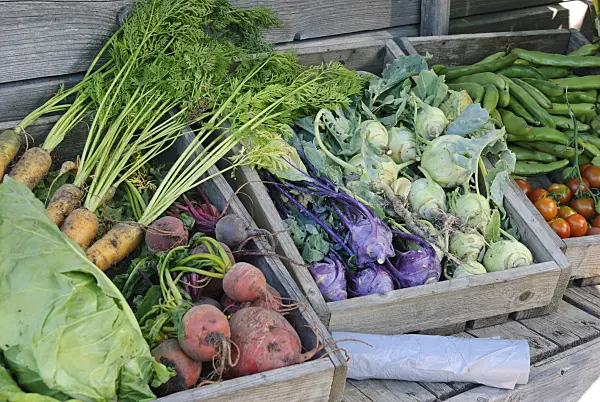 475044 - Möhre (Daucus carota subsp. sativus), Rote Bete (Beta vulgaris var. conditiva) und Kohlrabi (Brassica oleracea var. gongyloides)