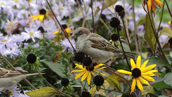 513043 - Moineau domestique (Passer domesticus) et rudbeckie (Rudbeckia fulgida)