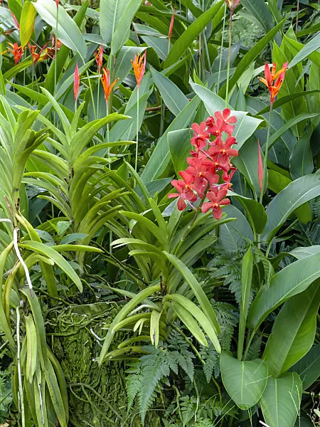 434221 - Mokara and Heliconia