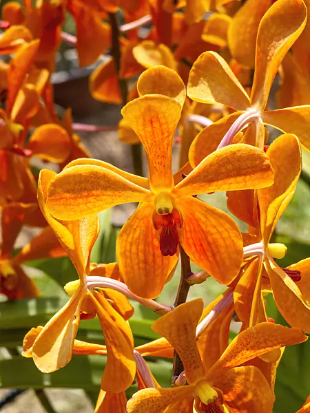 434127 - Mokara Jiti Gold 'Orange'