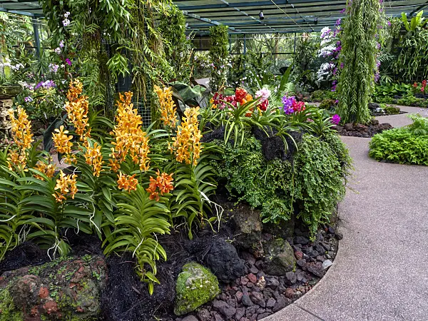 434226 - Mokara Luenberger Gold, National Orchid Garden, Singapore
