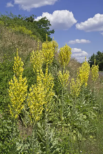 608094 - Molène faux Phlomis (Verbascum phlomoides)