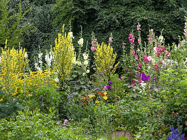 462166 - Molènes (Verbascum) et passeroses (Alcea rosea)