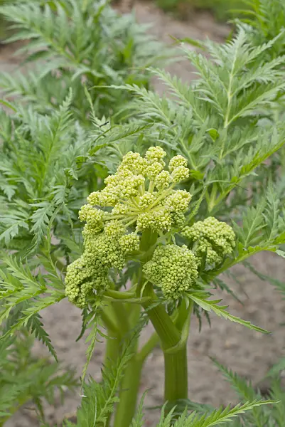 556134 - Molopospermum peloponnesiacum
