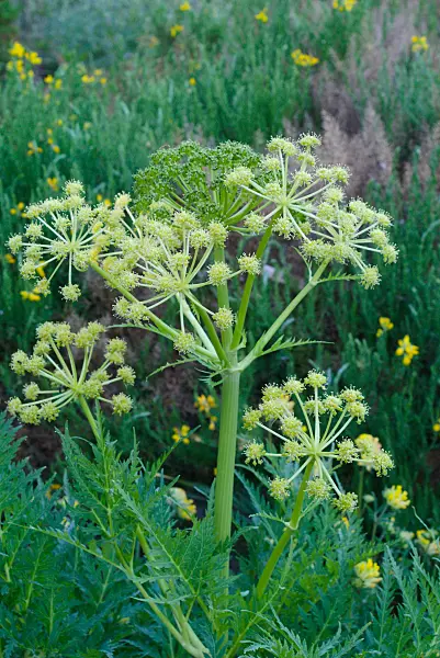 672082 - Molopospermum peloponnesiacum