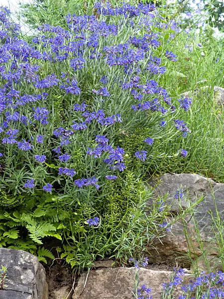 449010 - Moltkia des rochers (Moltkia petraea)