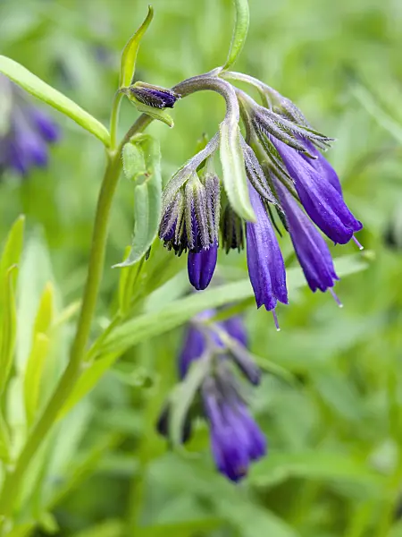 437348 - Moltkia doerfleri