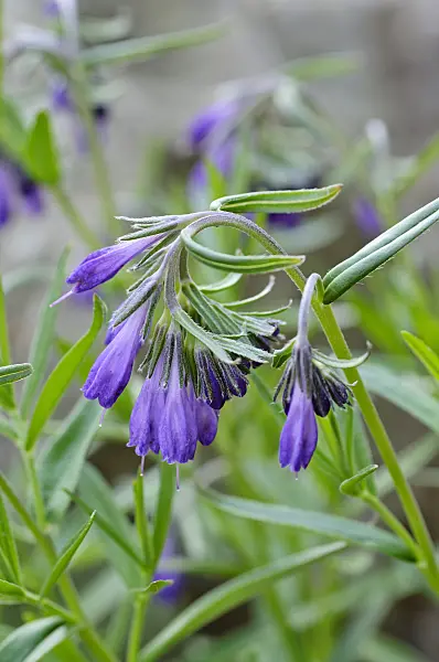 471346 - Moltkia doerfleri