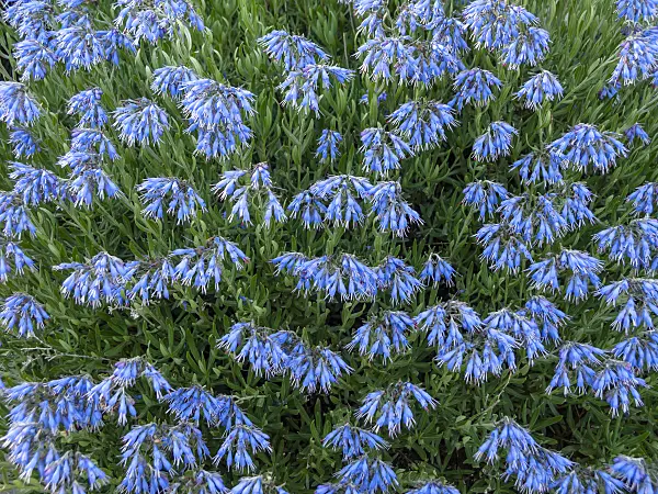 426183 - Moltkia petraea
