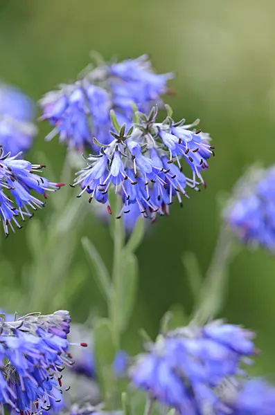 534006 - Moltkia petraea