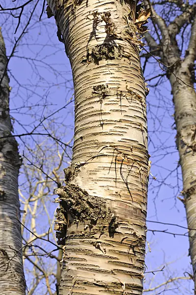 492014 - Monarch birch (Betula maximowicziana)