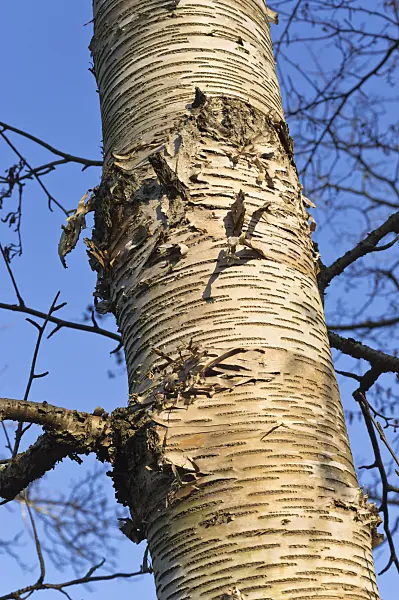 515003 - Monarch birch (Betula maximowicziana)