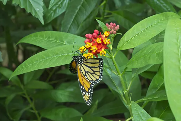 554019 - Monarch butterfly (Danaus plexippus) and scarlet milkweed (Asclepias curassavica)
